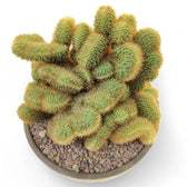 Hildewintera aureispina f. crestata potted plant in nursery pot on white background.