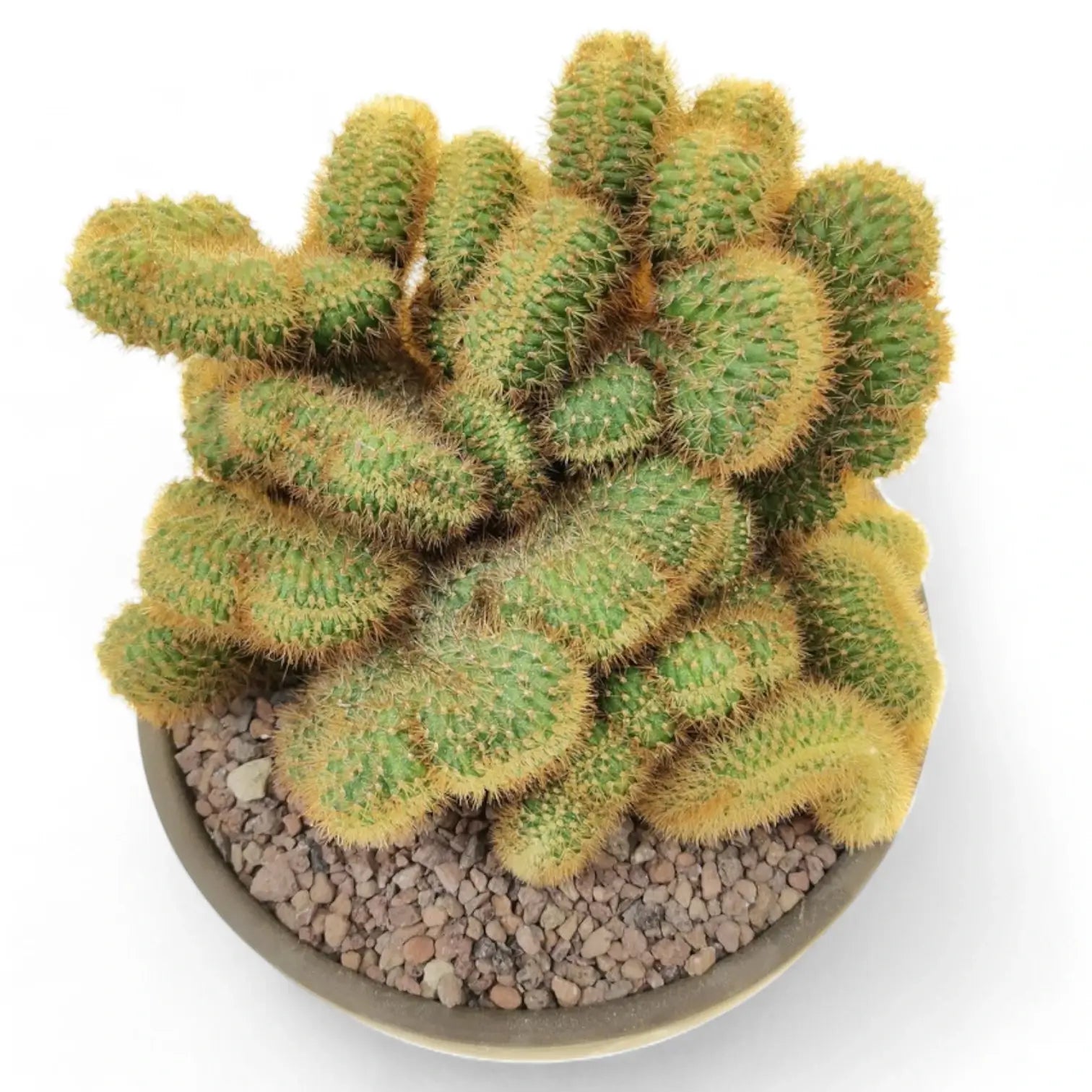 Hildewintera aureispina f. crestata potted plant in nursery pot on white background.