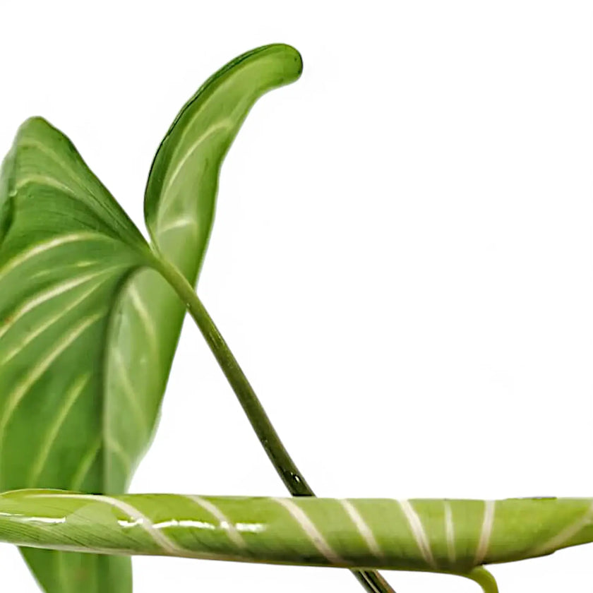 Homalomena davidiana potted plant in nursery pot on white background.