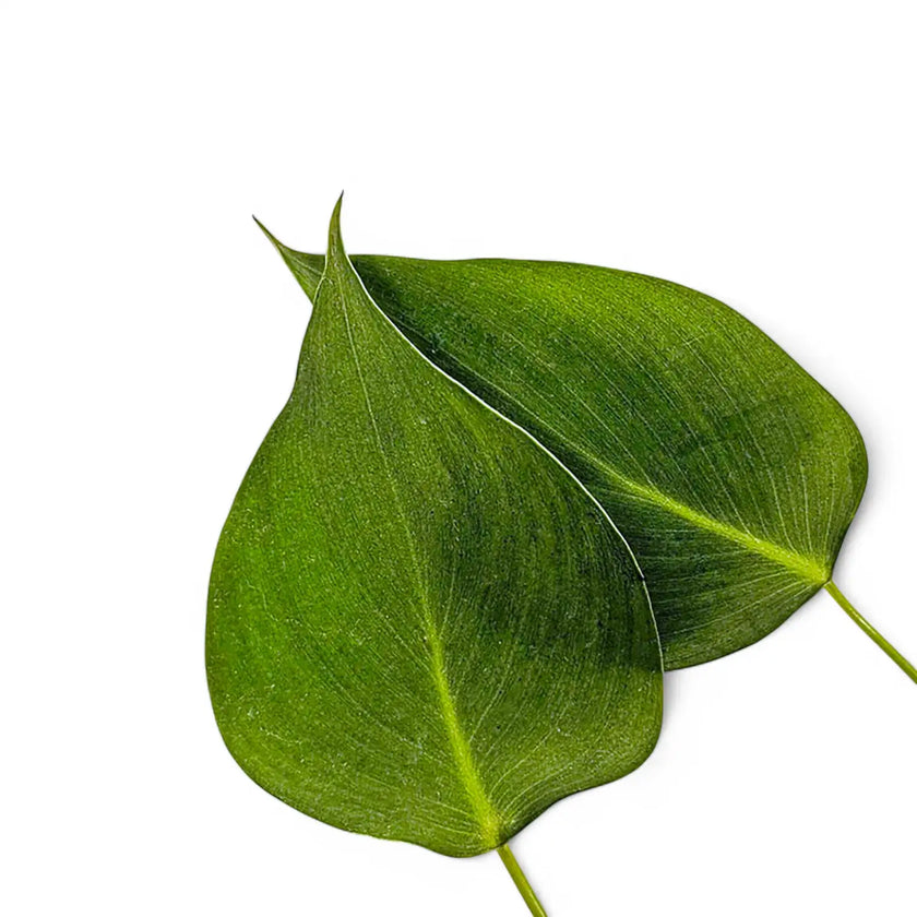 Homalomena havilandii potted plant in nursery pot on white background.