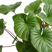 Glänzendes, herzförmiges Blatt von Homalomena rubescens ‘Maggy’