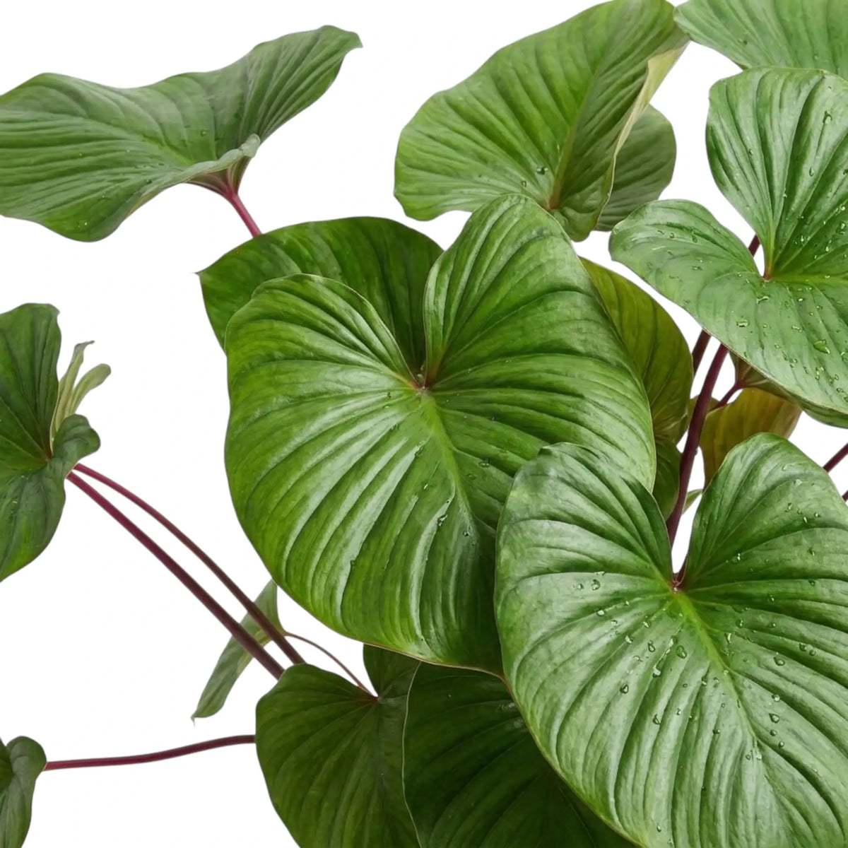 Glänzendes, herzförmiges Blatt von Homalomena rubescens ‘Maggy’