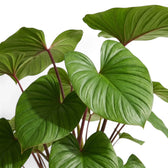 Glänzendes, herzförmiges Blatt von Homalomena rubescens ‘Maggy’
