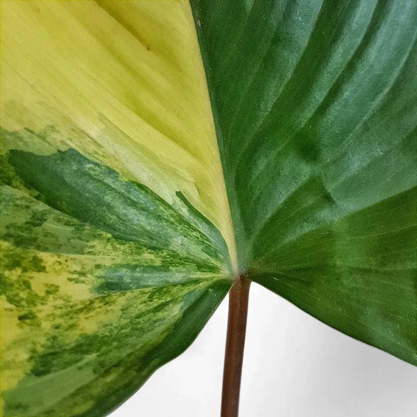 Homalomena rubescens 'Aurea Variegata' leaf close-up on white background.