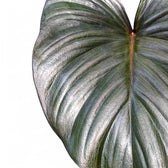 Homalomena rubescens 'Black emerald' ('Dark') – Blattdetail vor weißem Hintergrund..