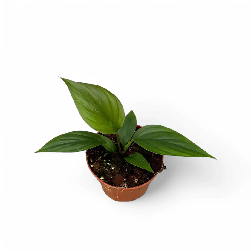 Homalomena rubescens 'Black emerald' ('Dark') potted plant in nursery pot on white background.