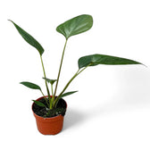 Homalomena rubescens 'Black emerald' ('Dark') Zimmerpflanze im Anzuchttopf vor weißem Hintergrund, Produktfoto 5.