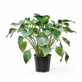 Homalomena rubescens ‘Emerald gem’ Zimmerpflanze im Anzuchttopf vor weißem Hintergrund, Produktfoto 3.
