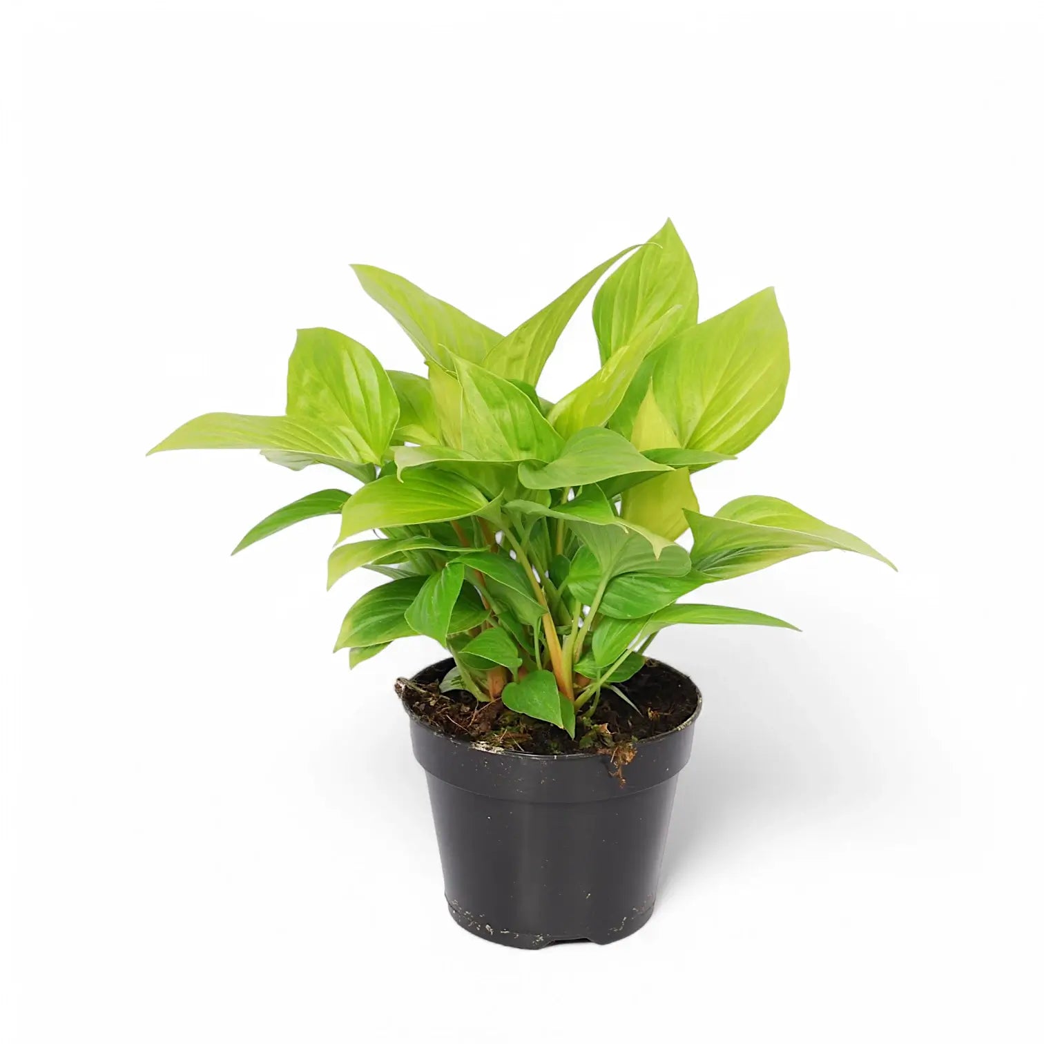 Homalomena rubescens 'Lemon Lime' Zimmerpflanze im Anzuchttopf vor weißem Hintergrund, Produktfoto 3.