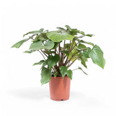 Homalomena rubescens ‘Maggy’ potted plant in nursery pot on white background.
