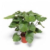 Homalomena rubescens ‘Maggy’ potted plant in nursery pot on white background.