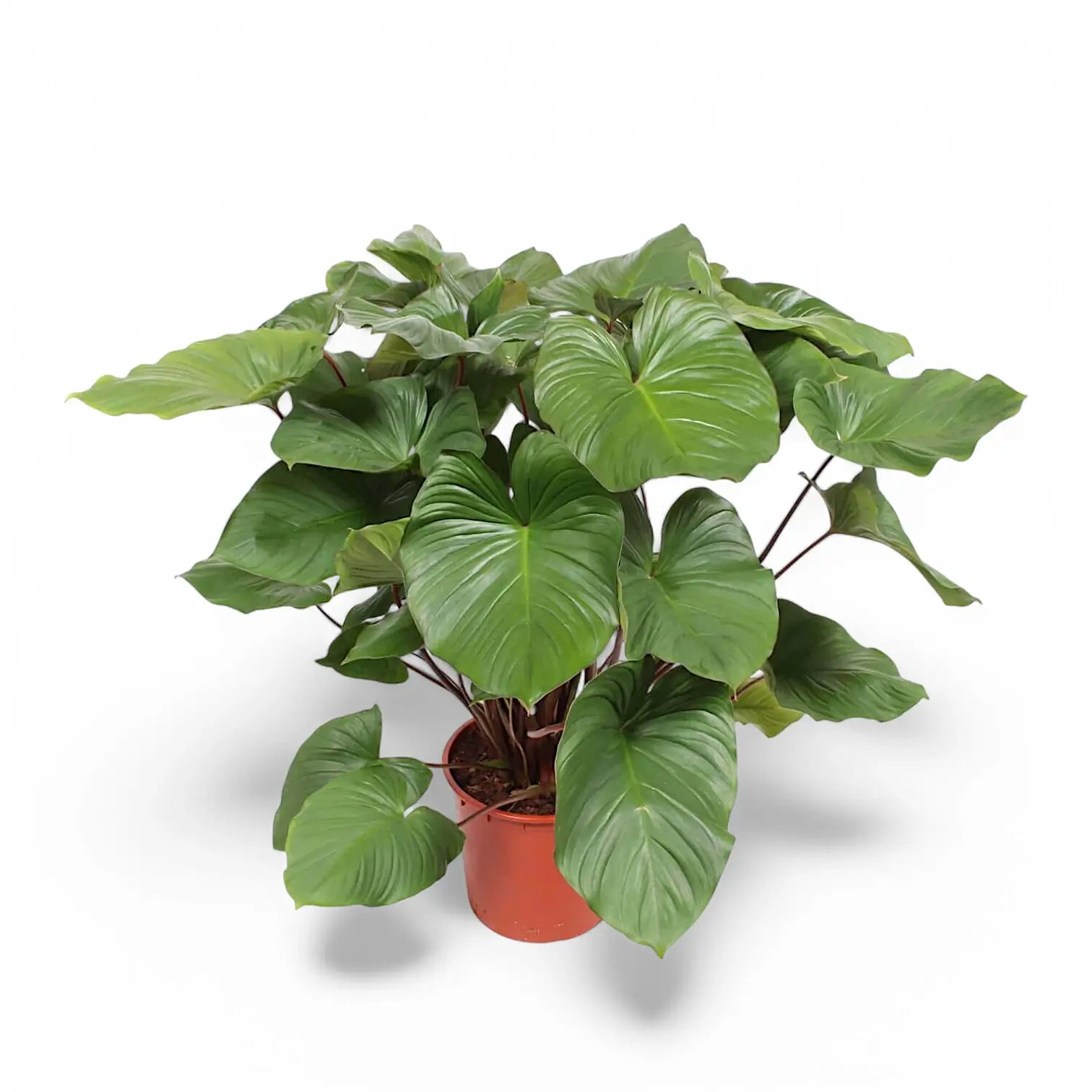 Homalomena rubescens ‘Maggy’ potted plant in nursery pot on white background.