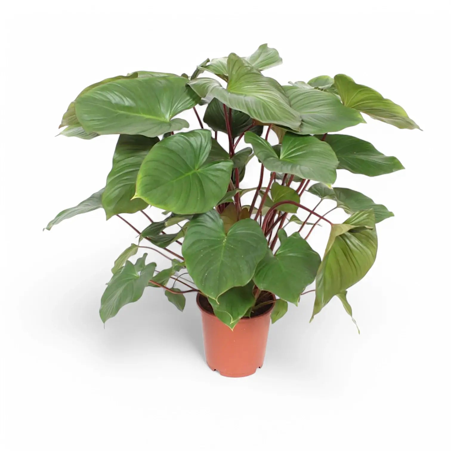 Homalomena rubescens ‘Maggy’ potted plant in nursery pot on white background.