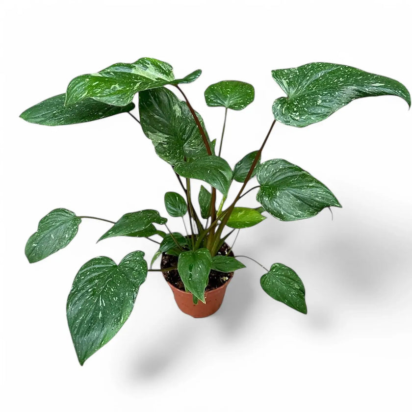 Homalomena rubescens 'Stardust' potted plant in nursery pot on white background.
