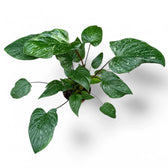 Homalomena rubescens 'Stardust' Zimmerpflanze im Anzuchttopf vor weißem Hintergrund, Produktfoto 3.