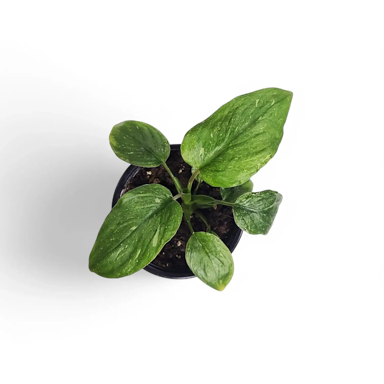 Homalomena rubescens 'Stardust' Zimmerpflanze im Anzuchttopf vor weißem Hintergrund, Produktfoto 6.