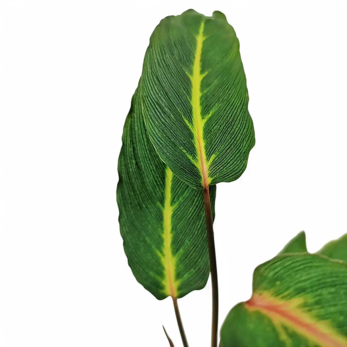Homalomena sp. Papua – Ribbed Green Homalomena