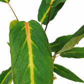 Homalomena sp. Papua potted plant in nursery pot on white background.