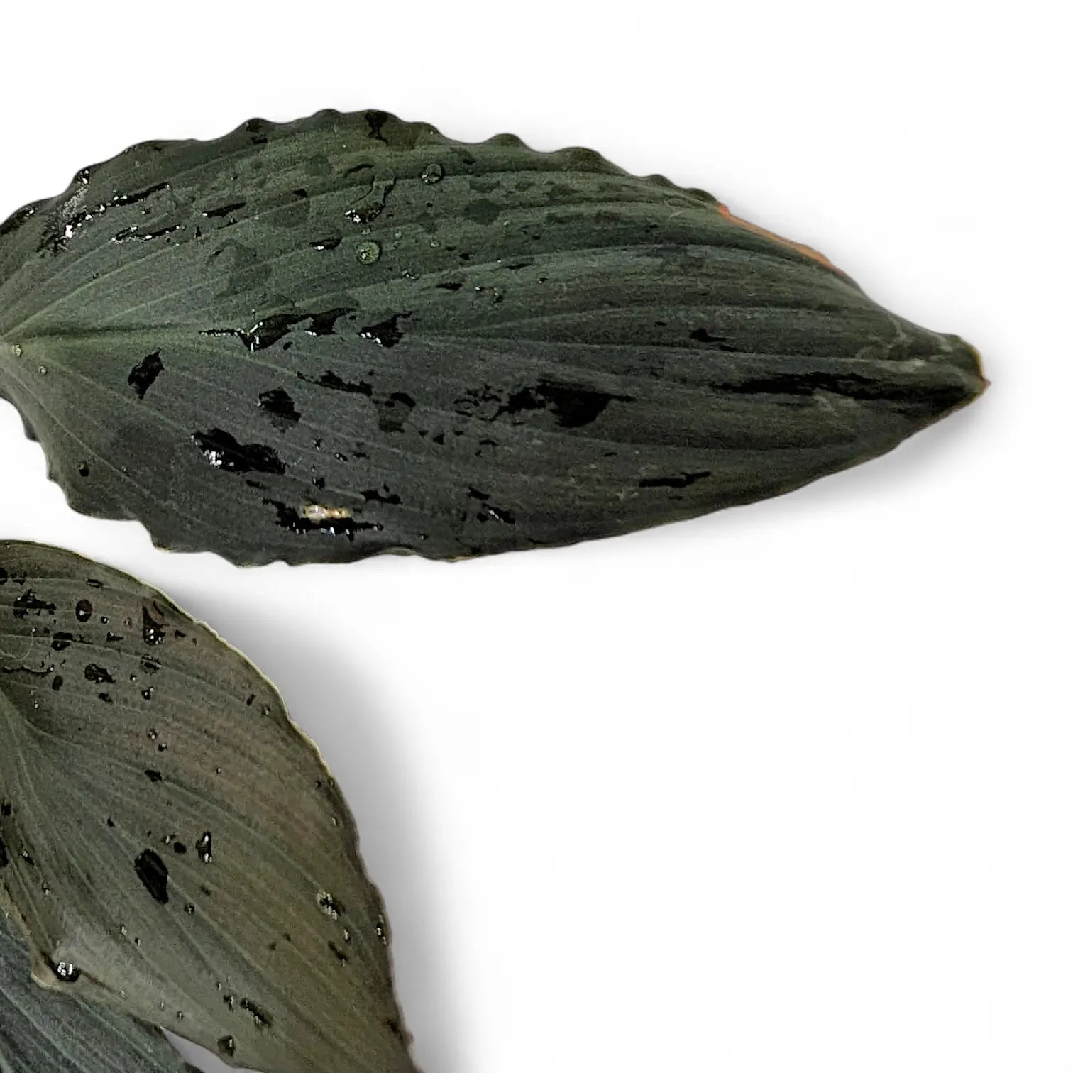 Homalomena sp.\