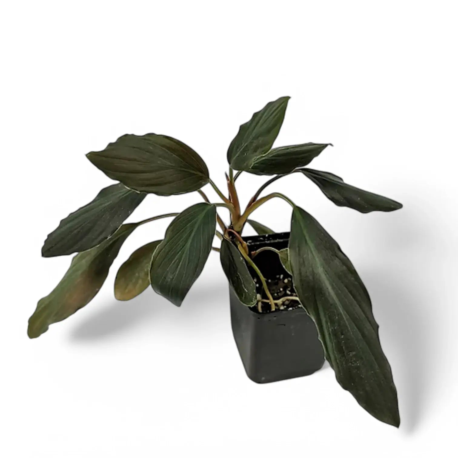 Homalomena sp. from - Yahoo!オークション Black 黒閃 菅2 sp" 