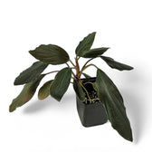 Homalomena sp. 'Platinum black' potted plant in nursery pot on white background.