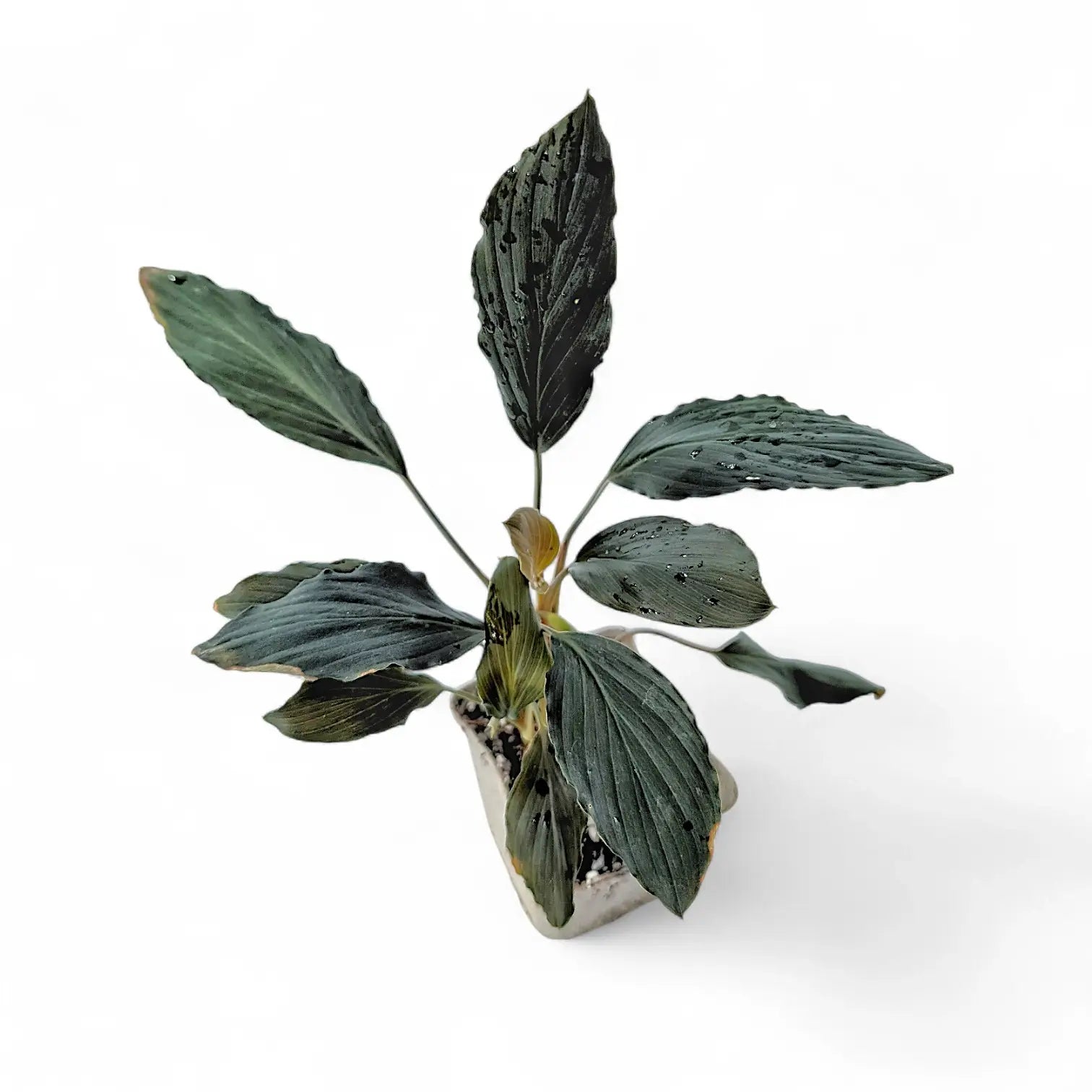 Homalomena sp. 'Platinum black' potted plant in nursery pot on white background.