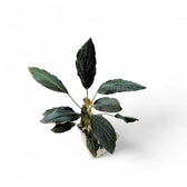 Homalomena sp. 'Platinum black' potted plant in nursery pot on white background.