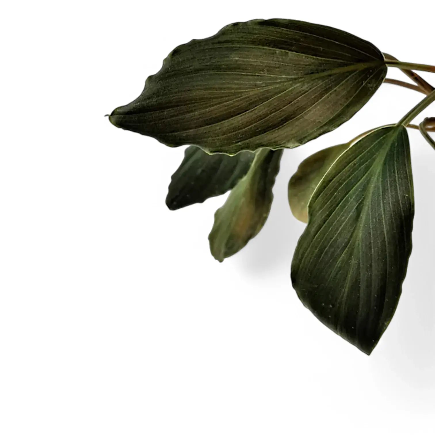 Homalomena sp. from - Yahoo!オークション Black 黒閃 菅2 sp" 