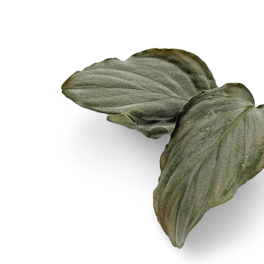 Homalomena | Compact Tropical Foliage