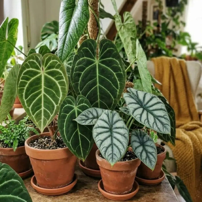Indoor plants in terracotta pots on a wooden table with a cozy living room background.