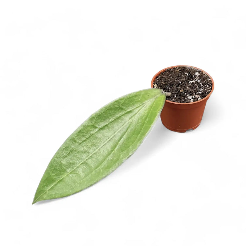 Hoya aff. icensis potted plant in nursery pot on white background.