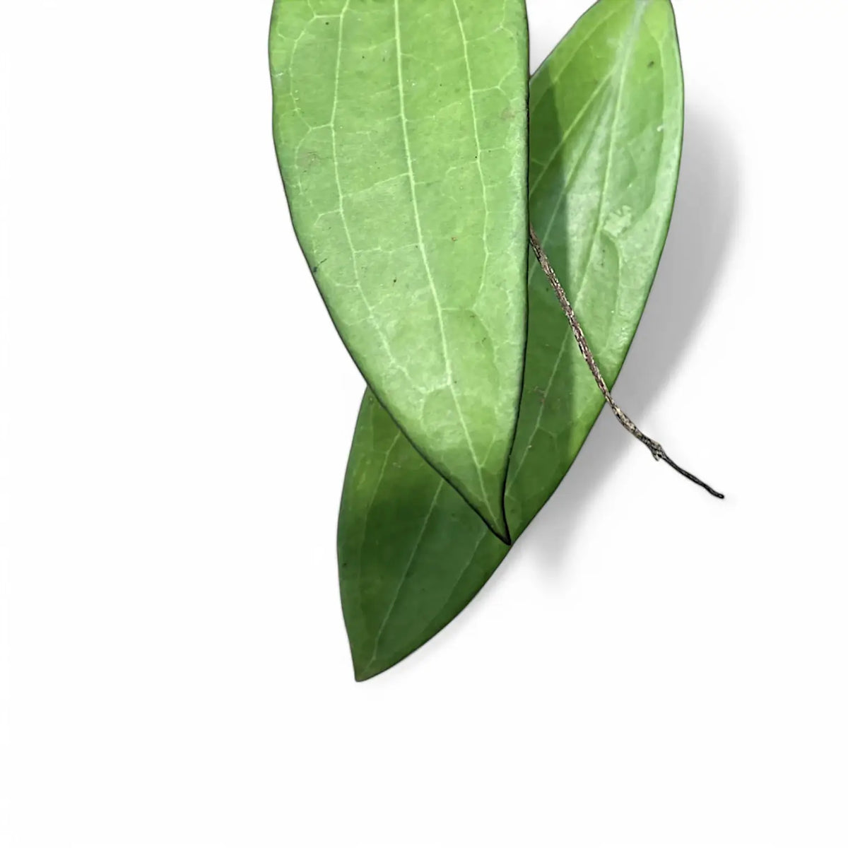Hoya R83 Hoya AH803 – Large, Rigid-Leaf Collector Hoya