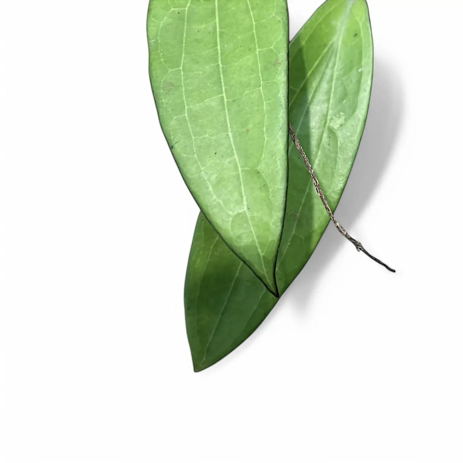 Hoya AH803 leaf close-up on white background.