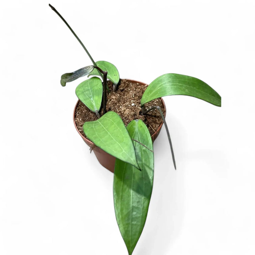 Hoya AH803 potted plant in nursery pot on white background.