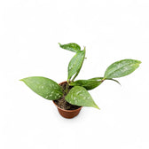 Hoya amicabilis 'Splash' potted plant in nursery pot on white background.
