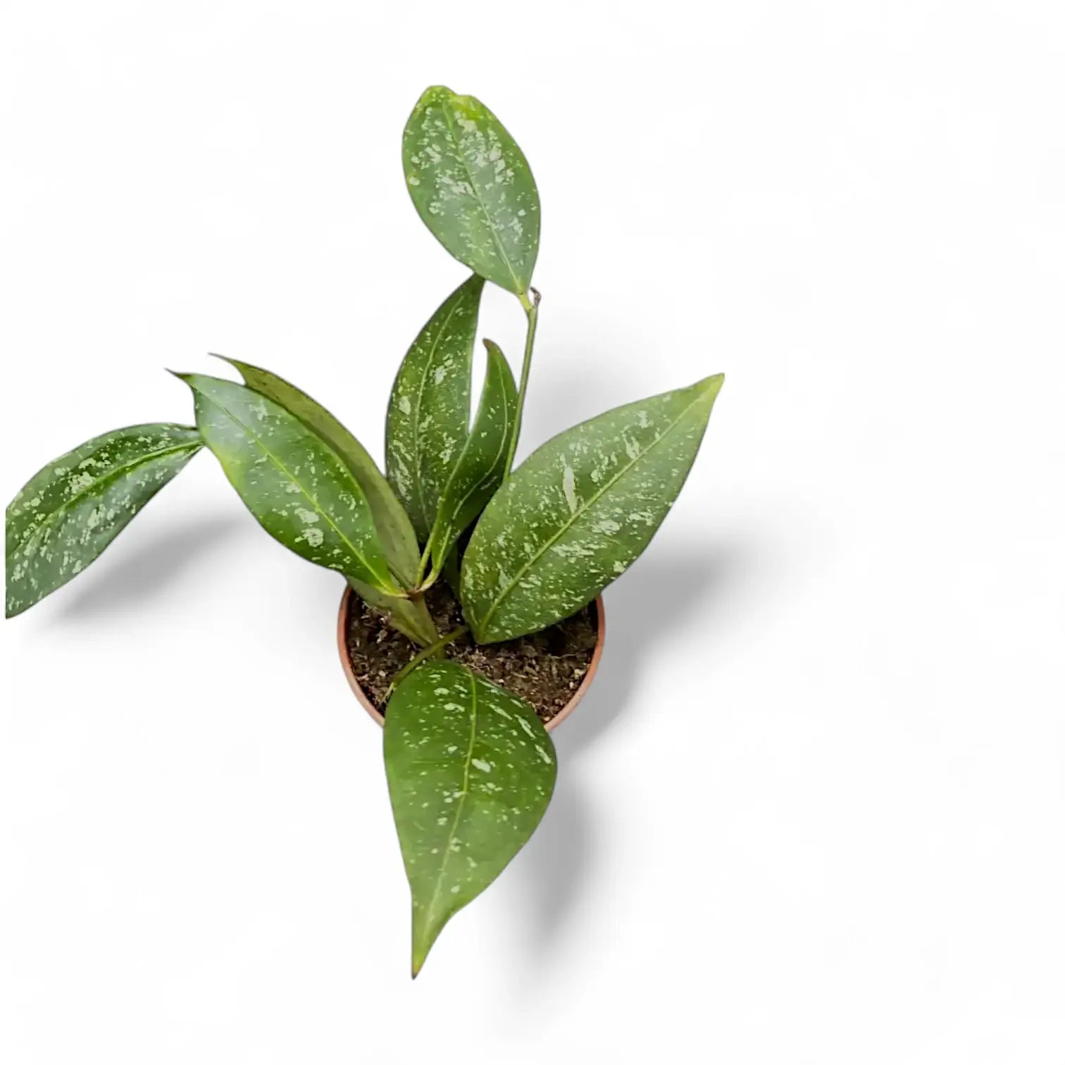 Hoya amicabilis 'Splash' potted plant in nursery pot on white background.
