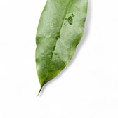Hoya archboldiana close-up of leaf on white background.