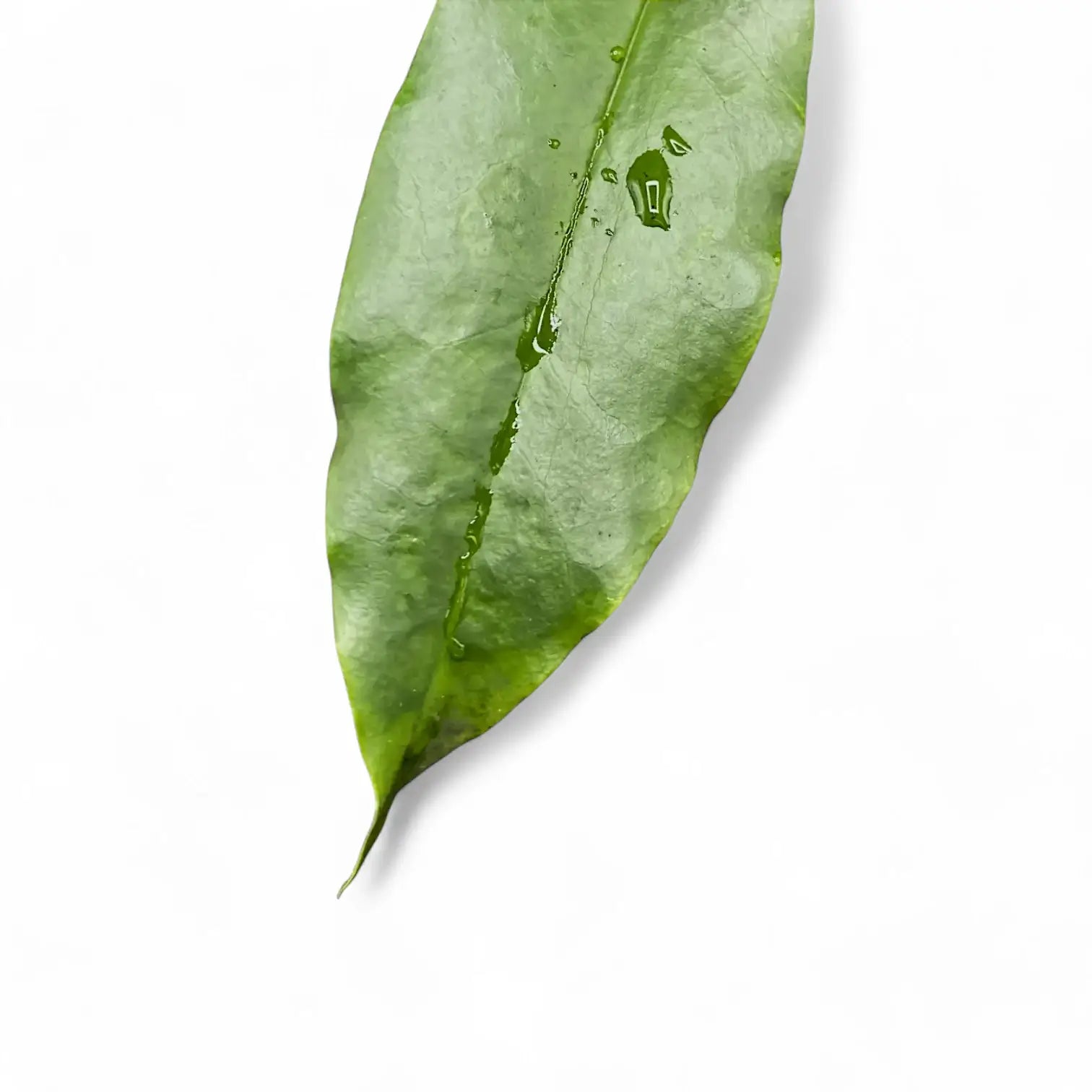 Hoya archboldiana close-up of leaf on white background.