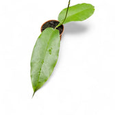 Hoya archboldiana potted plant in nursery pot on white background.