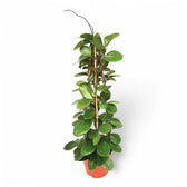 Hoya australis potted plant in nursery pot on white background.