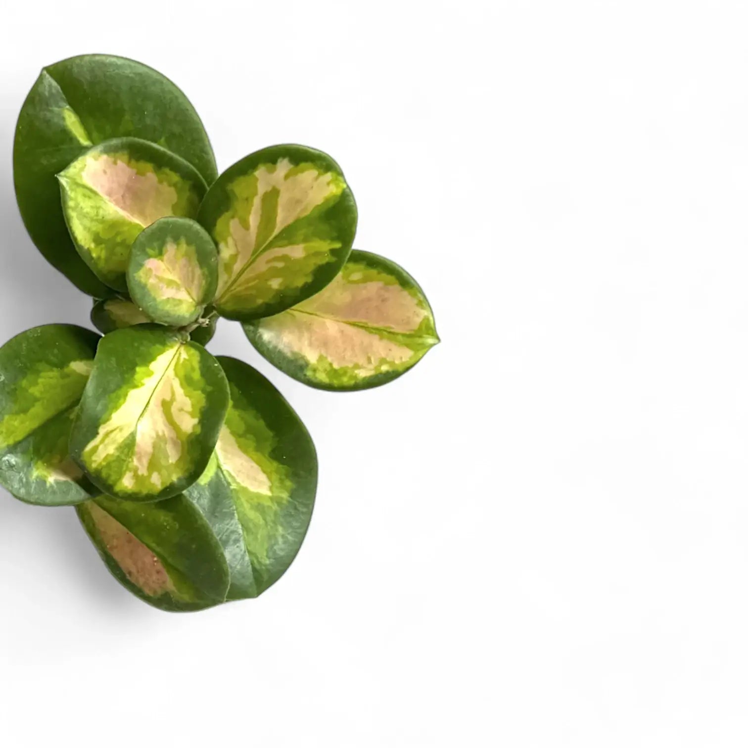 Hoya australis 'Lisa' close-up of leaf on white background.