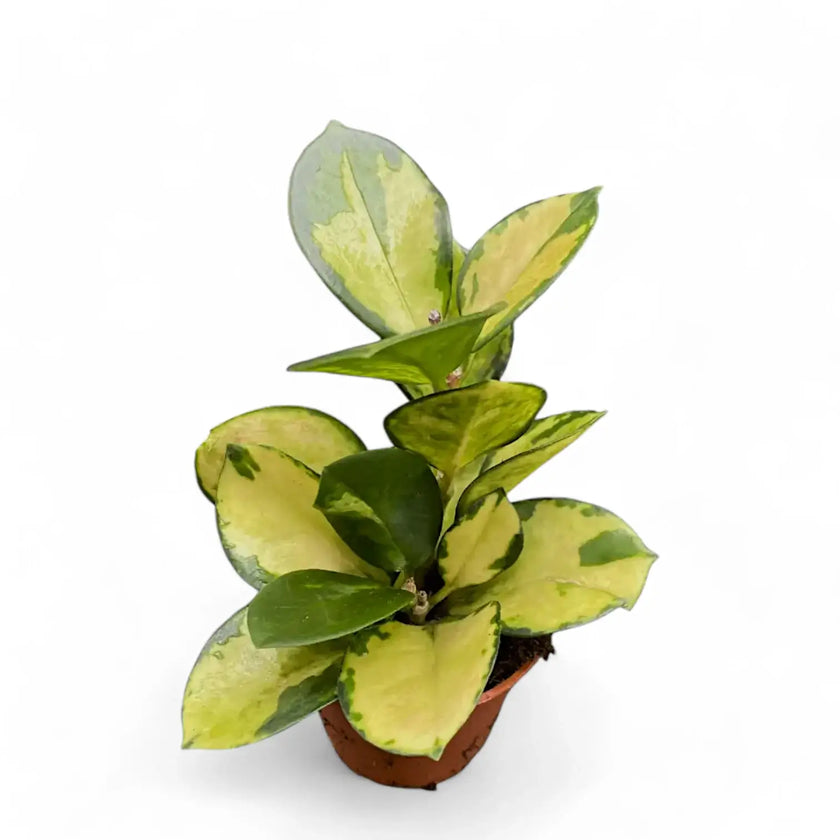 Hoya australis 'Lisa' potted plant in nursery pot on white background.