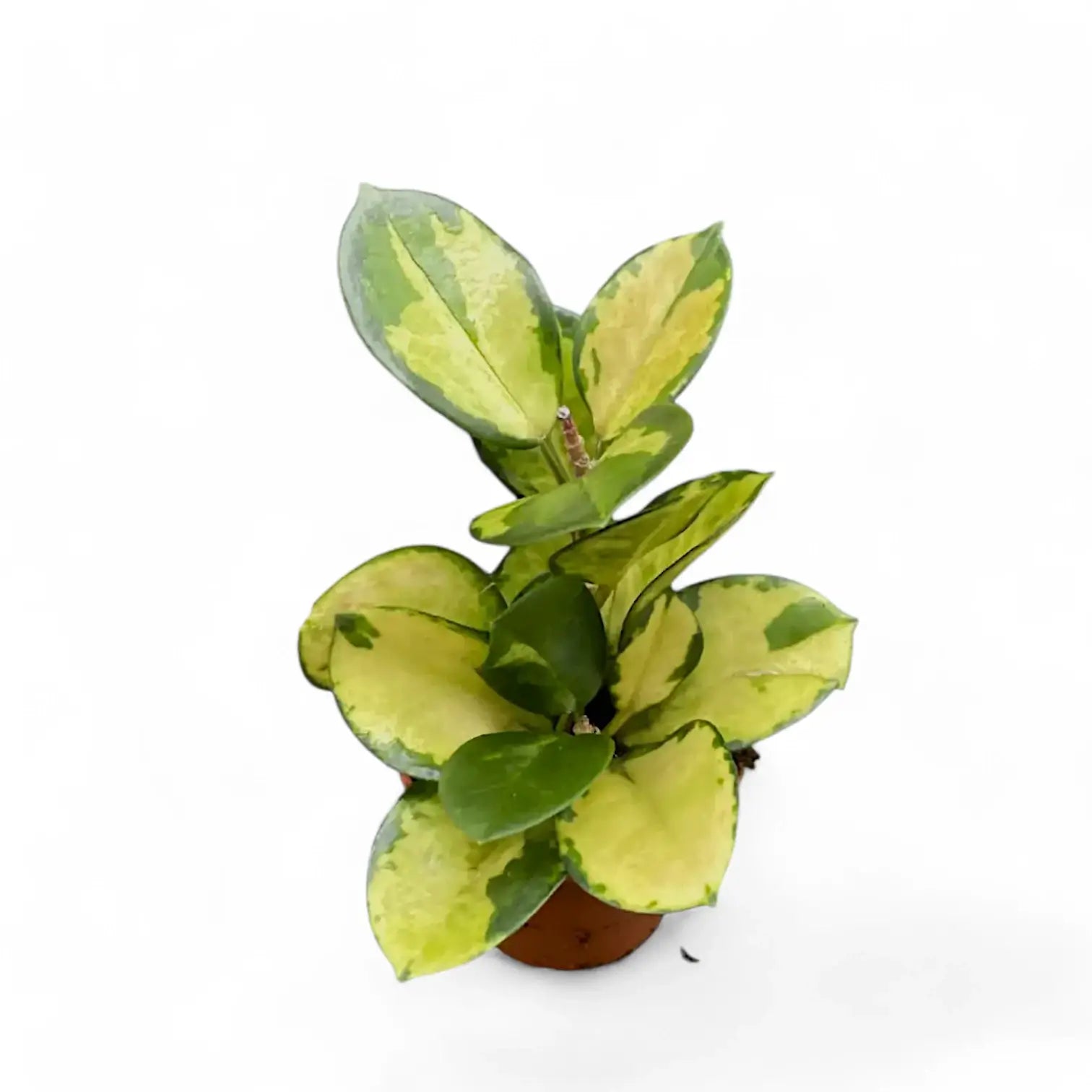 Hoya australis 'Lisa' potted plant in nursery pot on white background.