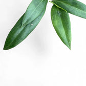 Hoya blashernaezii leaf detail on white background.