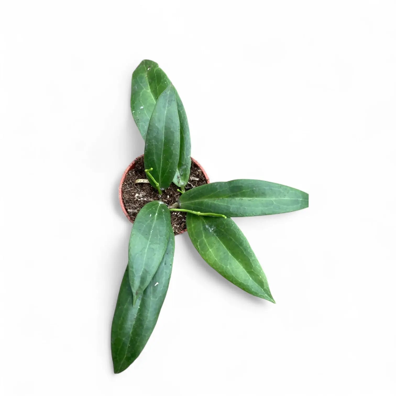 Hoya blashernaezii potted plant in nursery pot on white background.