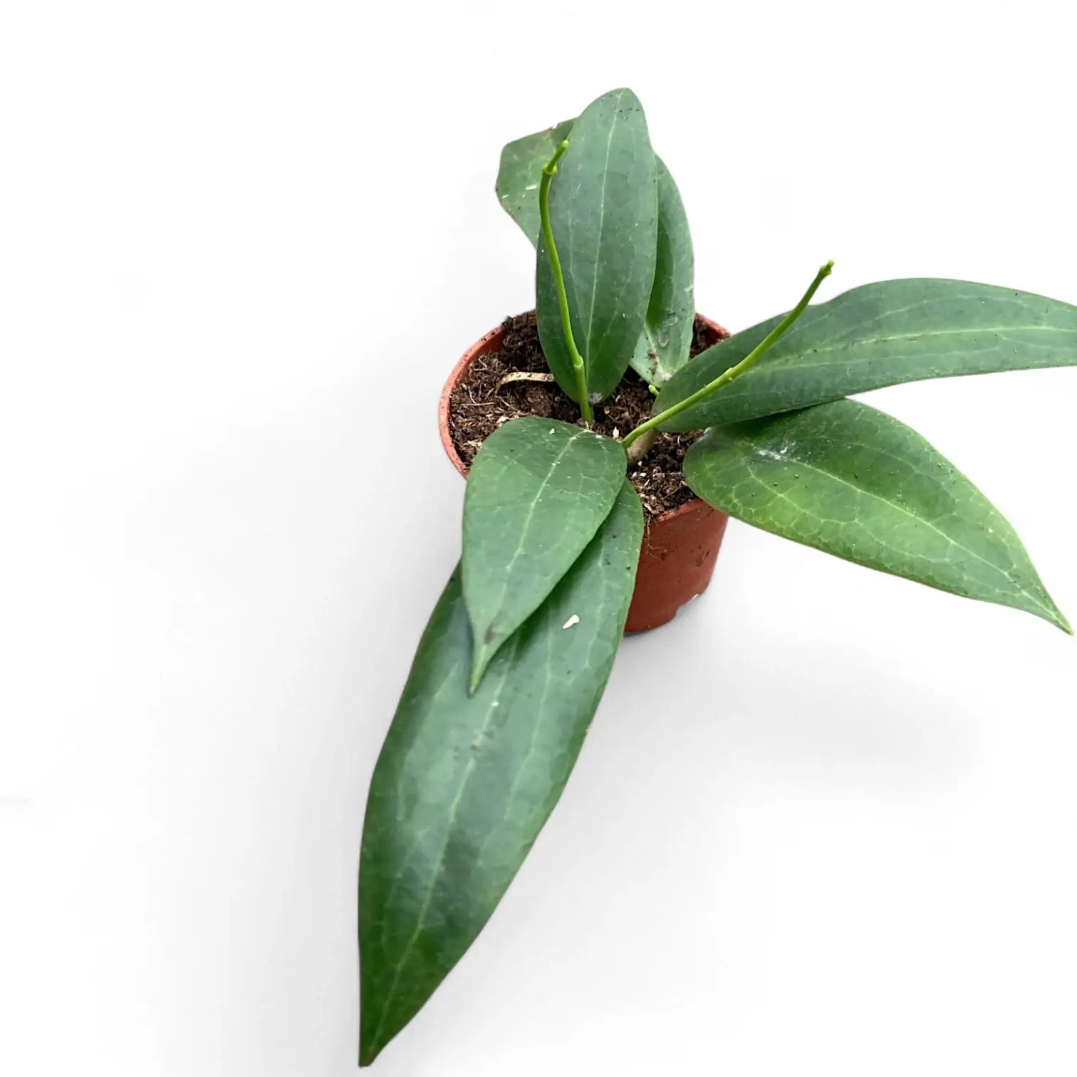 Hoya blashernaezii potted plant in nursery pot on white background.