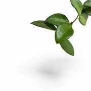 Hoya burtoniae leaf detail on white background.