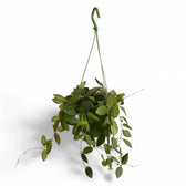 Hoya burtoniae potted plant in nursery pot on white background.