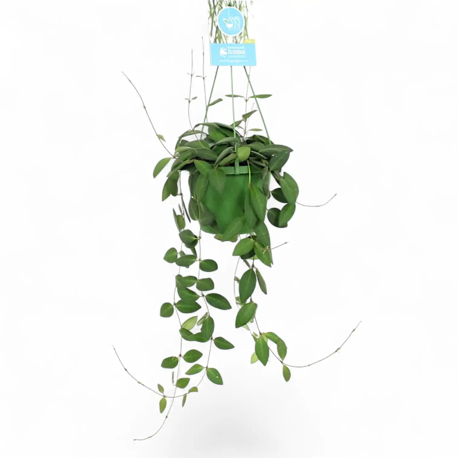 Hoya burtoniae – Zimmerpflanze im Kulturtopf auf weißem Hintergrund, Produktfoto 4.