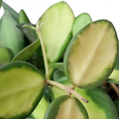 Hoya burtoniae variegata close-up of leaf on white background.